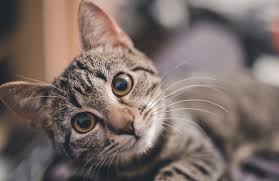 chat