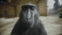 singe qui te rizz