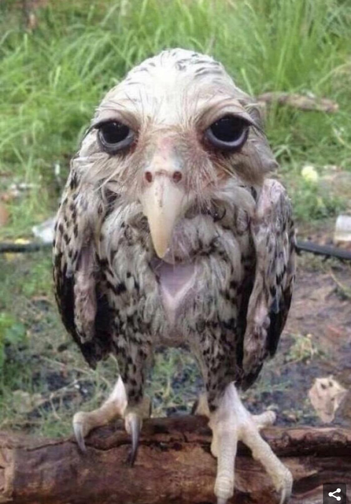 Soggy