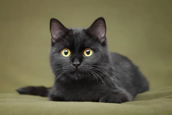 Photo de chat noir